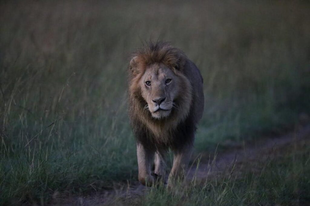 Territorial Dominance