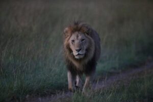 Territorial Dominance